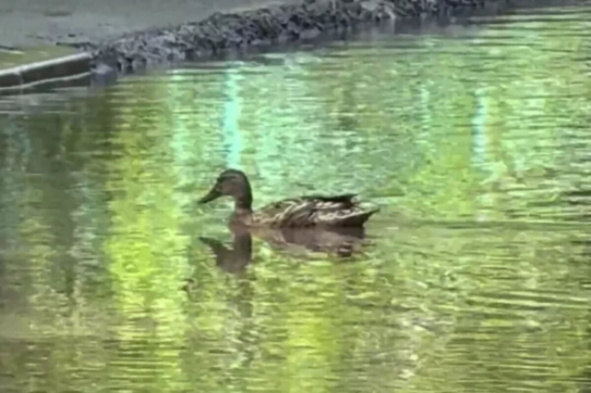    В Омске во дворе дома в луже поселилась утка