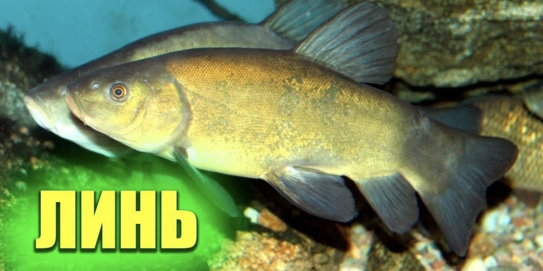 Интересные факты о рыбе ЛИНЬ!!!