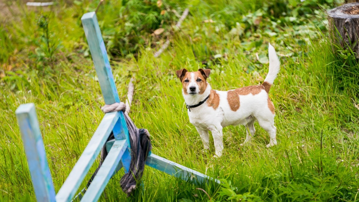    В Югре пройдёт зоозащитная акция «Не бросай меня на даче»