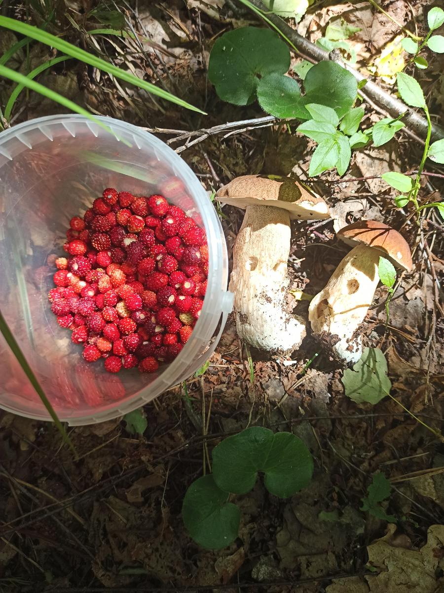 Сбор земляники и грибов. 