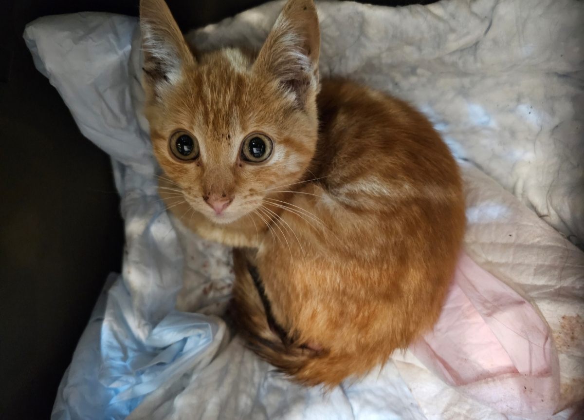 Ясик котенком