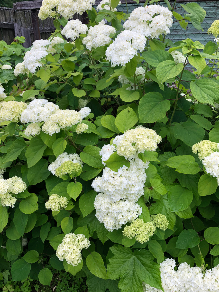 Гортензия Анабель