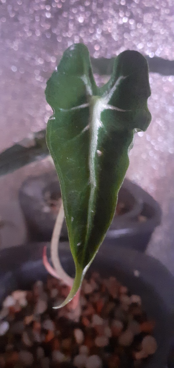 Алоказия Локо, первый лист