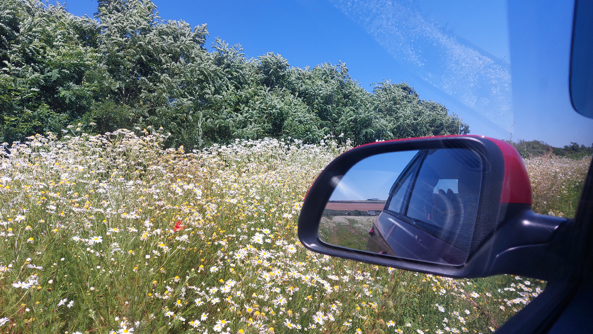 Заблудились где-то в ромашковых полях 😍