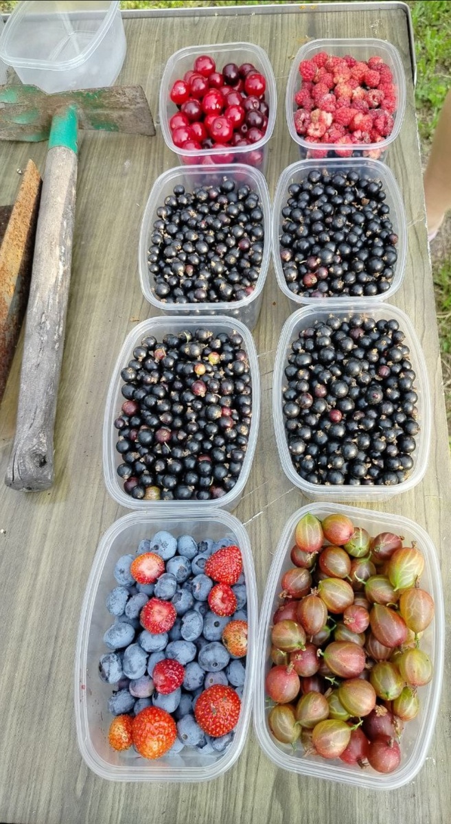 Подруга прислала, продолжает мне морозить ягоды, ещё 8 контейнеров отвезла в морозилку. 