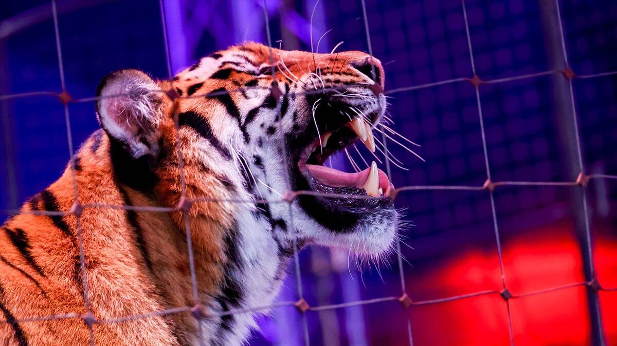    Фото: Ярослав Чингаев / АГН Москва