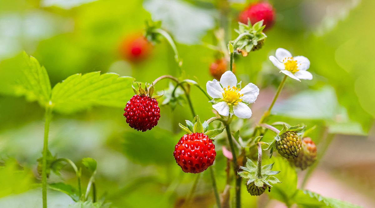     Фото: nnattalli/Shutterstock/FOTODOM То, что мы едим, представляет собой сильно разросшееся цветоложе — видоизмененную часть цветка, на котором крепятся настоящие плоды