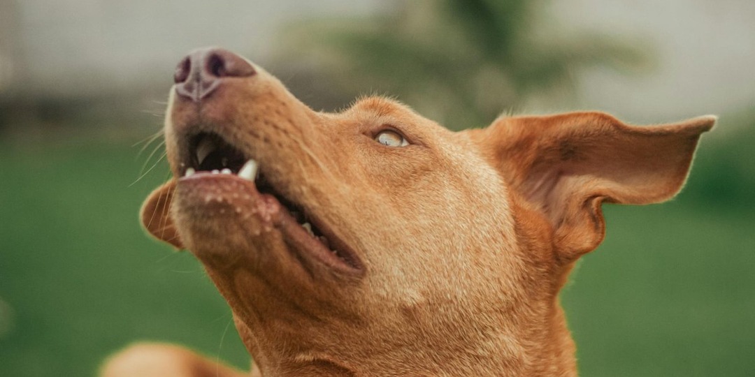 Почему собака стала рычать на хозяина