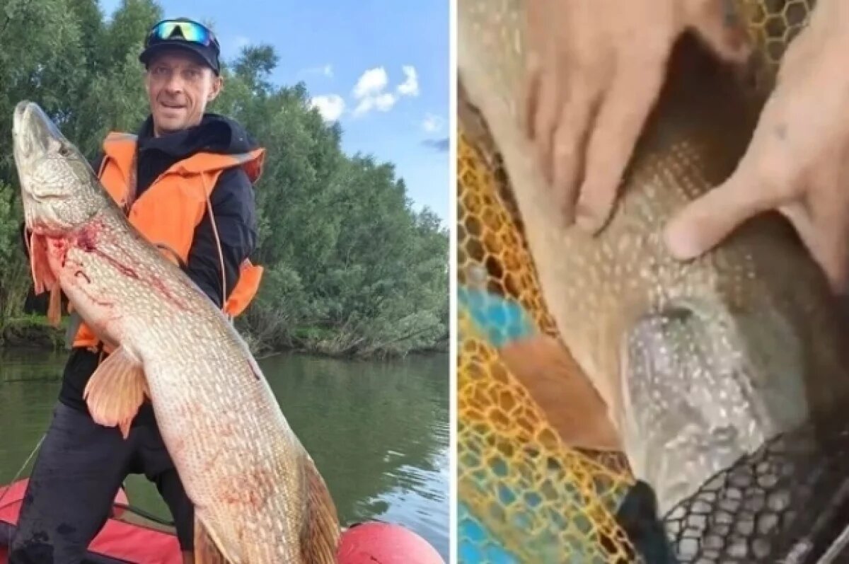    Самую большую щуку сезона поймали в Новосибирске на силиконку