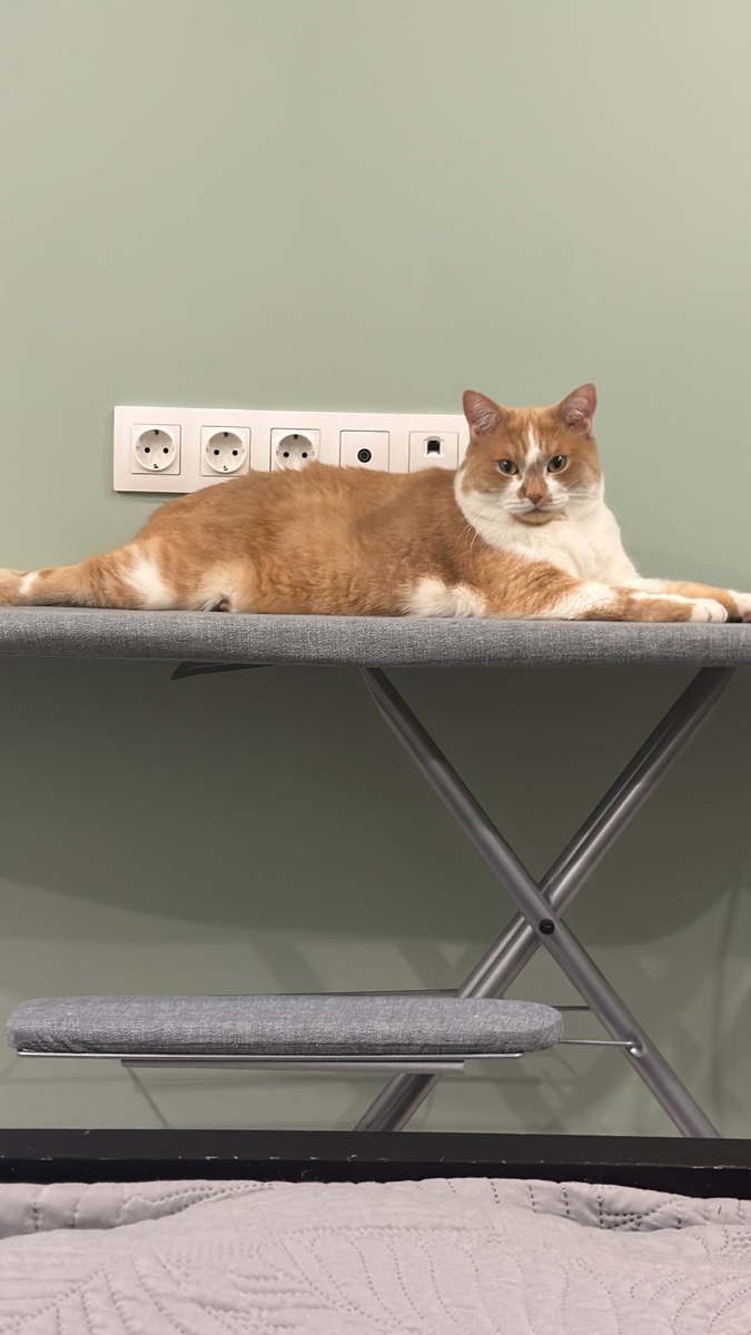 Чего тебе? Погладить? Меня сначала погладь!