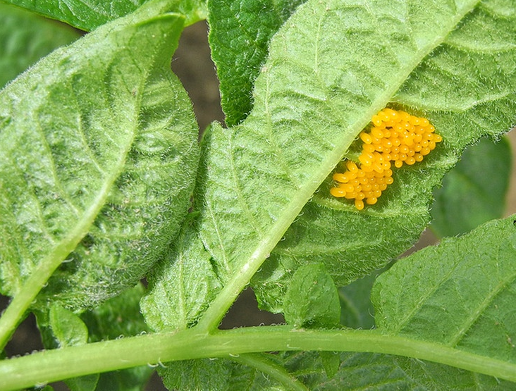 Вот где самка колорадского жука предпочитает прятать кладку