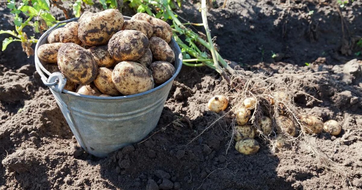 Такой хороший картофель можно собрать только на участках без вездесущего жука