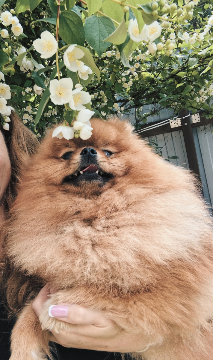 Май нихает цветы Чебушника