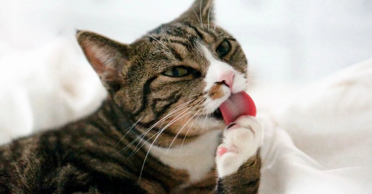 Зову-зову, а в ответ — тишина... Знакомое чувство, не правда ли? 