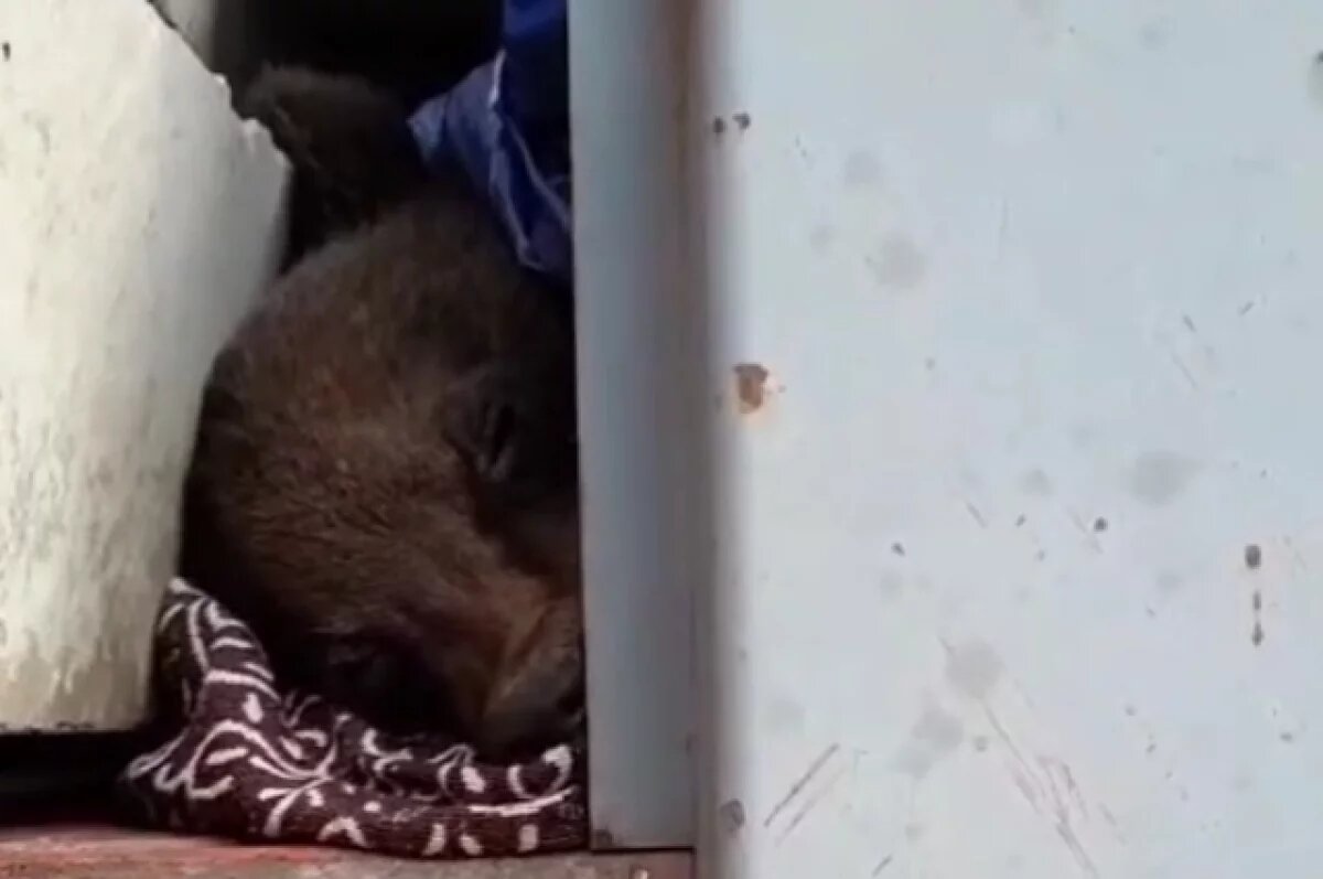    В Хабаровском крае фура сбила медведицу с медвежатами, спасли детёныша