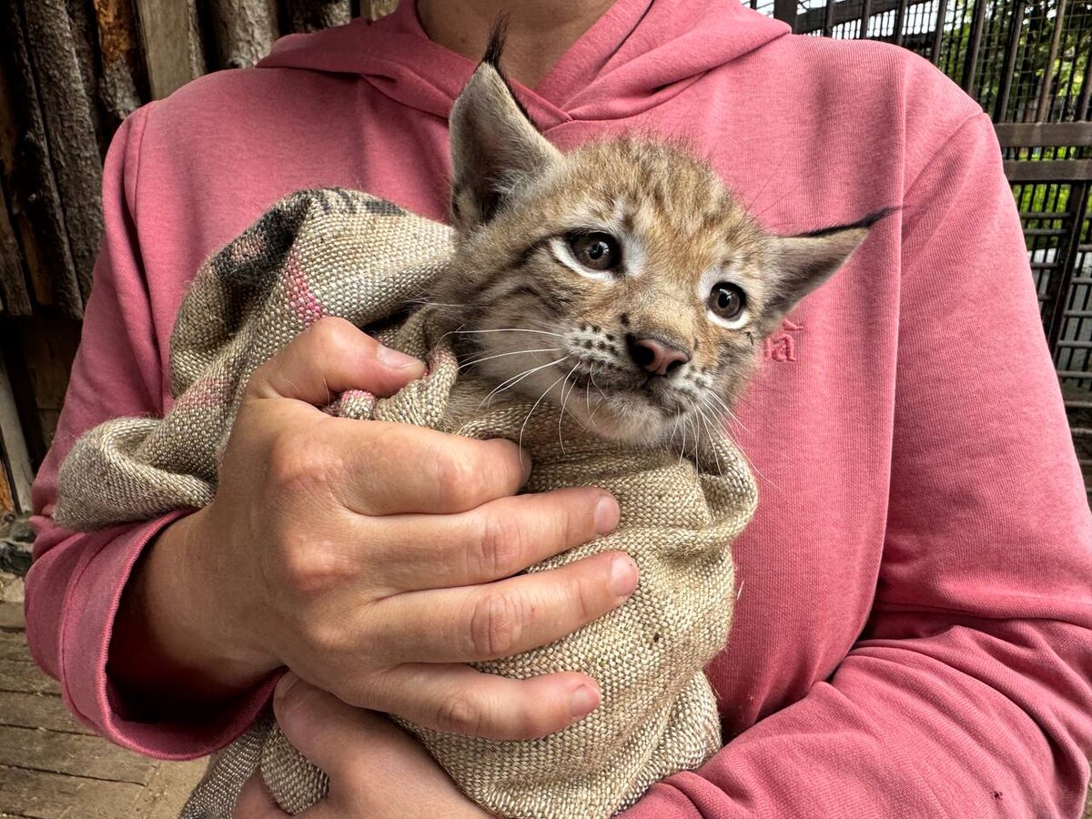    ПЕРМСКИЙ ЗООПАРК (ГКАУК "Пермский зоопарк")