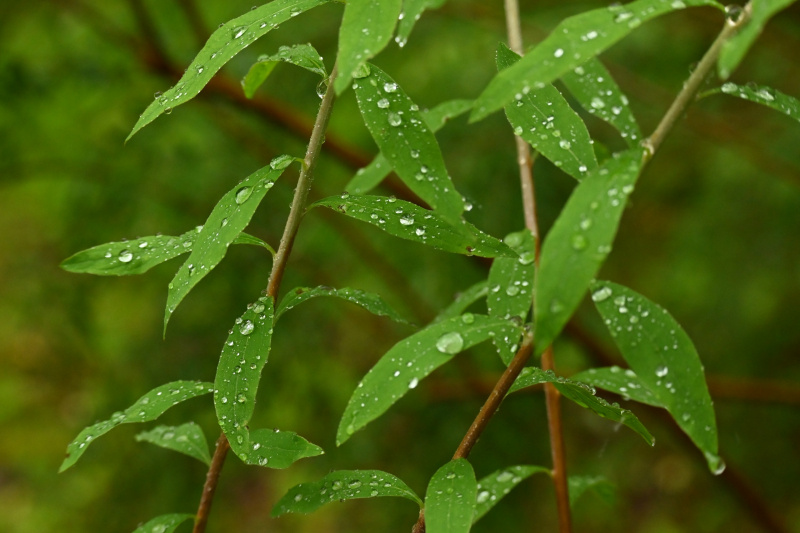    Атмосферные фото летнего дождя показал заповедник КарелииОльга Ефимова/Государственный природный заповедник "Кивач"
