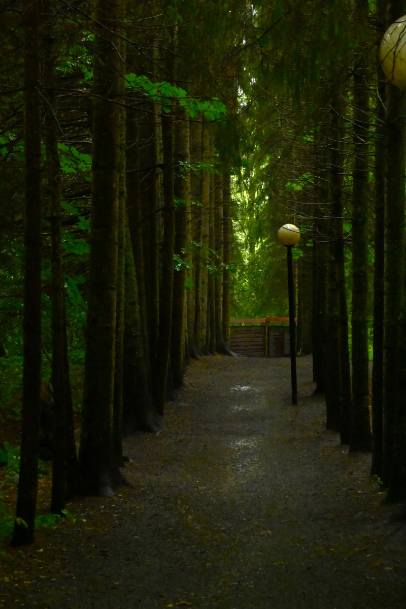    Атмосферные фото летнего дождя показал заповедник КарелииОльга Ефимова/Государственный природный заповедник "Кивач"