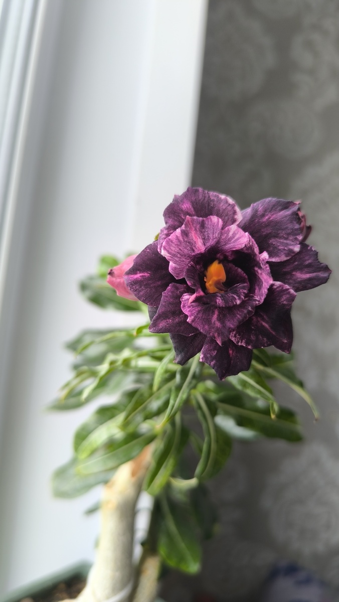 На западном окне дачи сейчас так распустился.