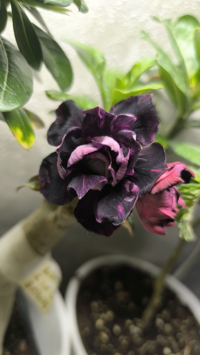 Один из моих фиолетовых чернышей зимой под лампами так цвел.