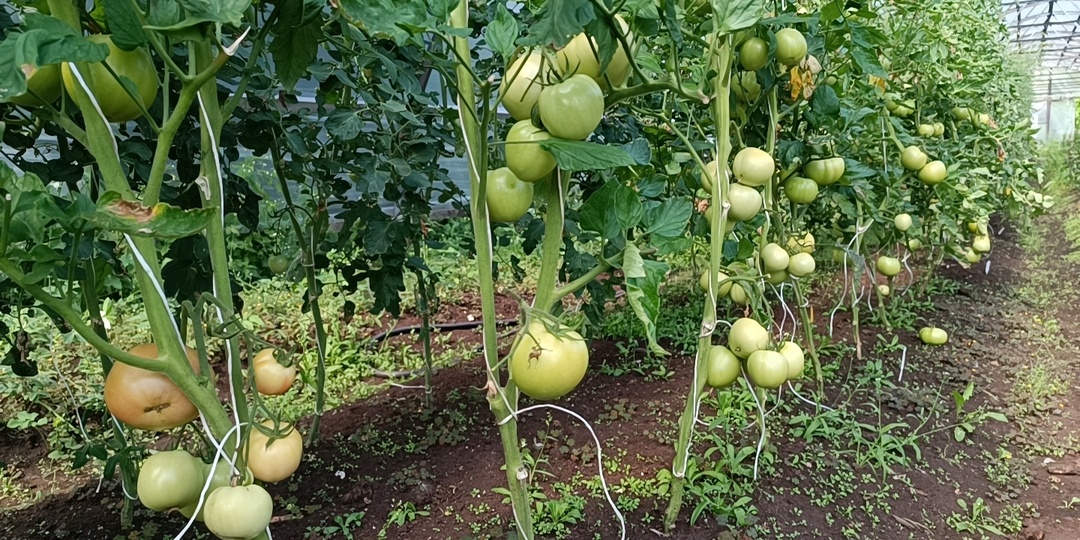 Томаты. Обрывать листья или нет? Раз и навсегда решаем спор