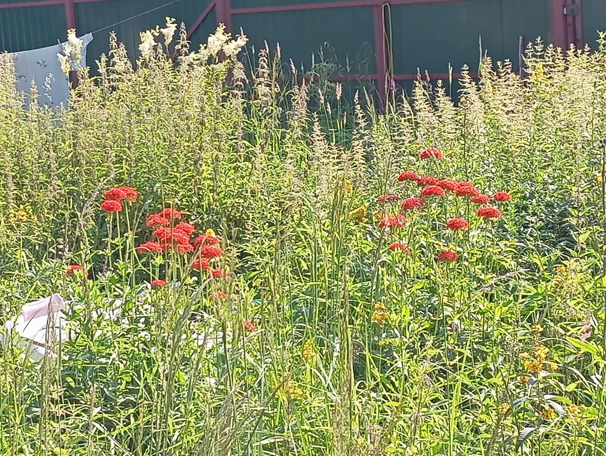 У меня на даче  Фото Мурзилки