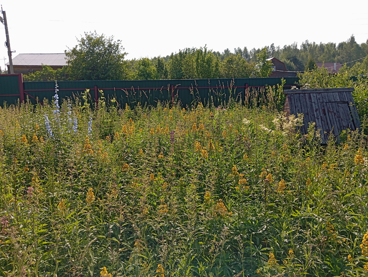 У меня на даче  Фото Мурзилки