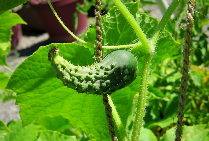 Почему горчат огурцы и растут в форме груши? Убираем пустоту в огурцах!