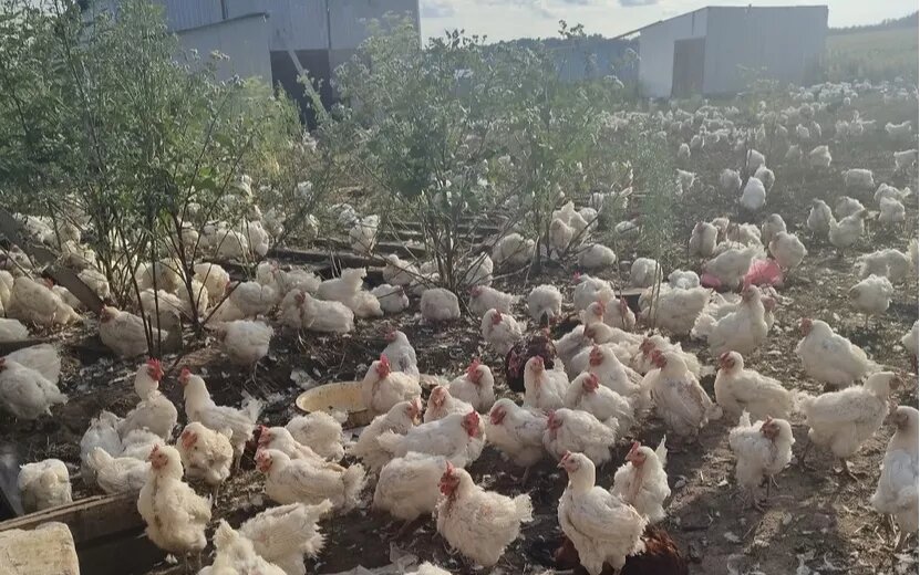    Сотни трупов куриц обнаружены в деревне Якшур