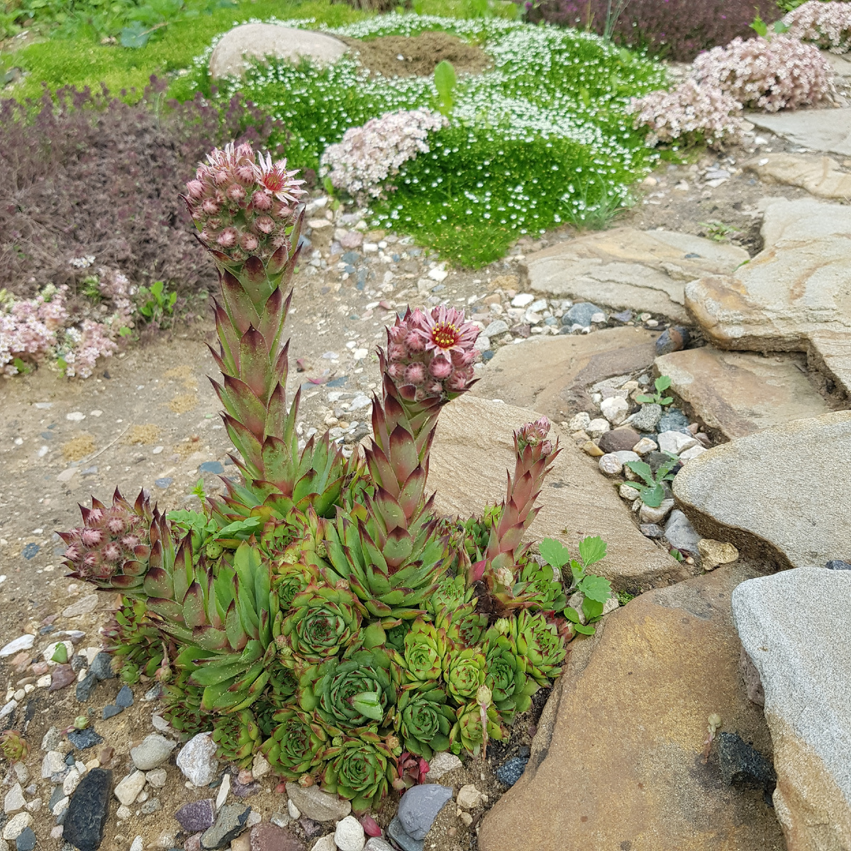 Каменная роза цветёт