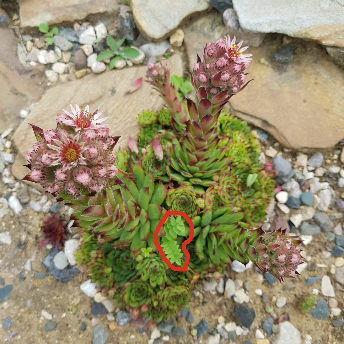 каменная роза для безуходной клумбы