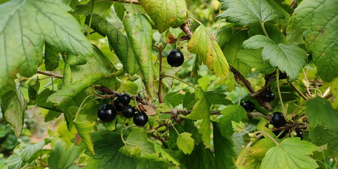 Обработка смородины от вредителей в июле: кого бояться и чем защищаться