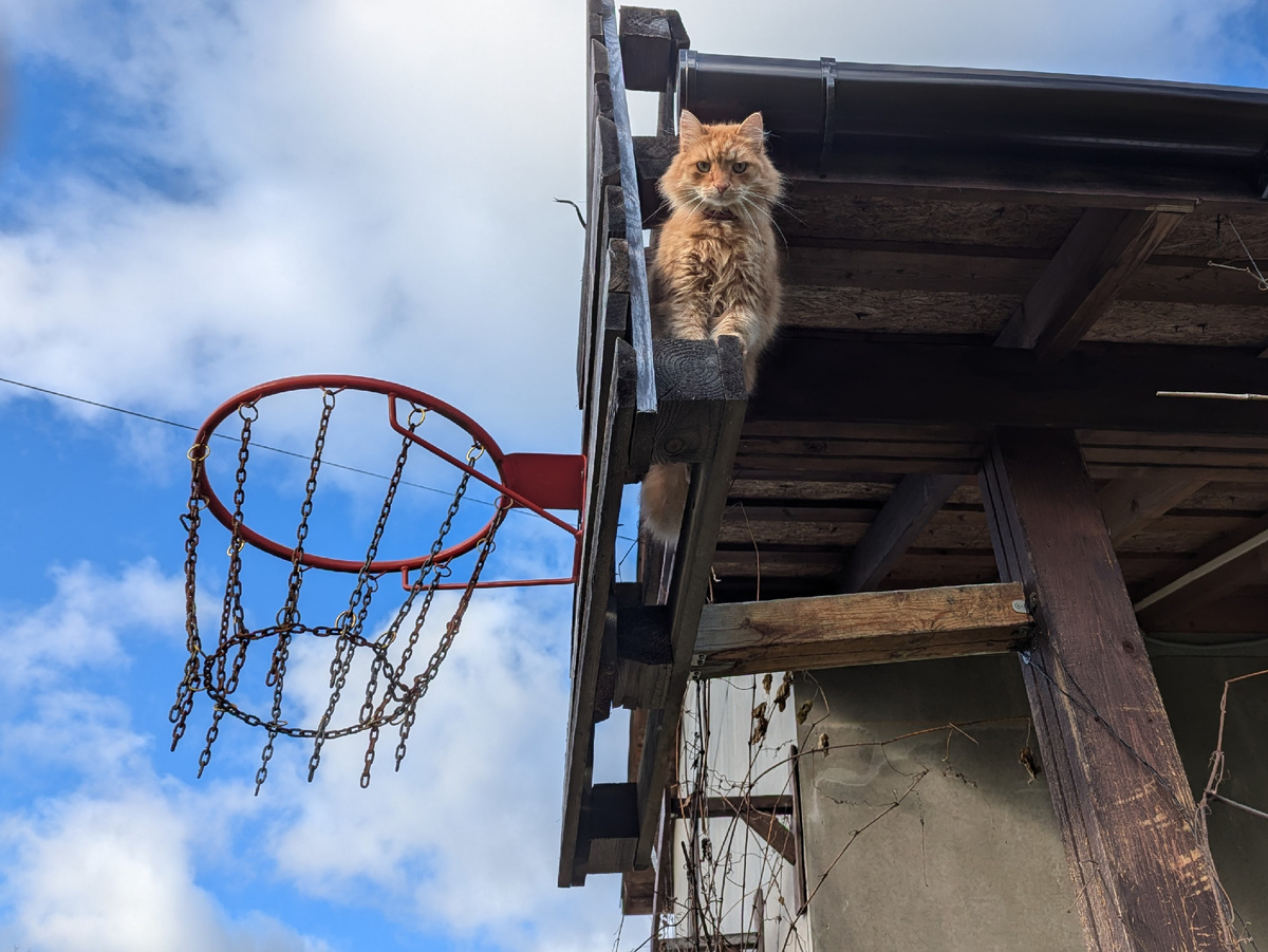 Даже кот смотрел на меня с осуждением