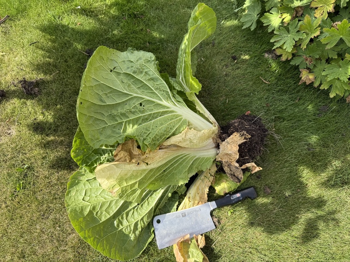 Фото автора канала Дом с кипарисами