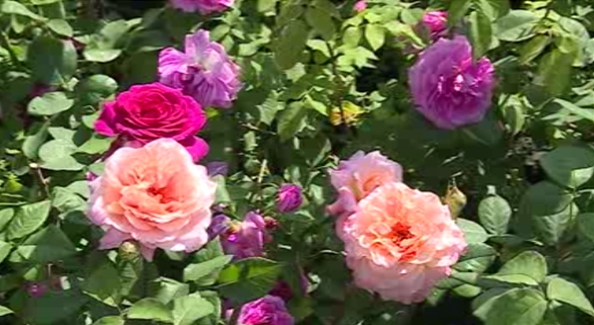    Курск в эти жаркие дни не оставляет без заботы городские зеленые насаждения