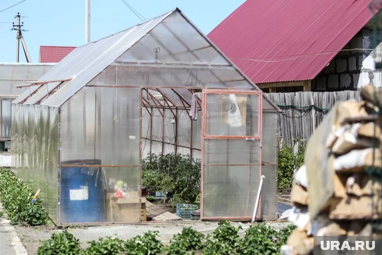 Слизня горожане заметили у теплицы и в кухне
Фото: Екатерина Сычкова © URA.RU