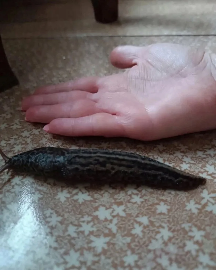 Замеченные курганцами слизни достигают размеров с ладонь
Фото: ВКонтакте/группа «ЧП и ДТП/Чрезвычайное происшествие/Курган»