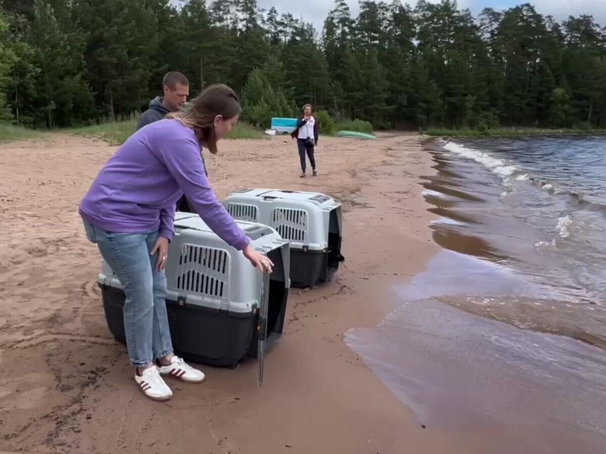    Выпуск нерпят в Ладожское озеро© t.me/VDKSPB