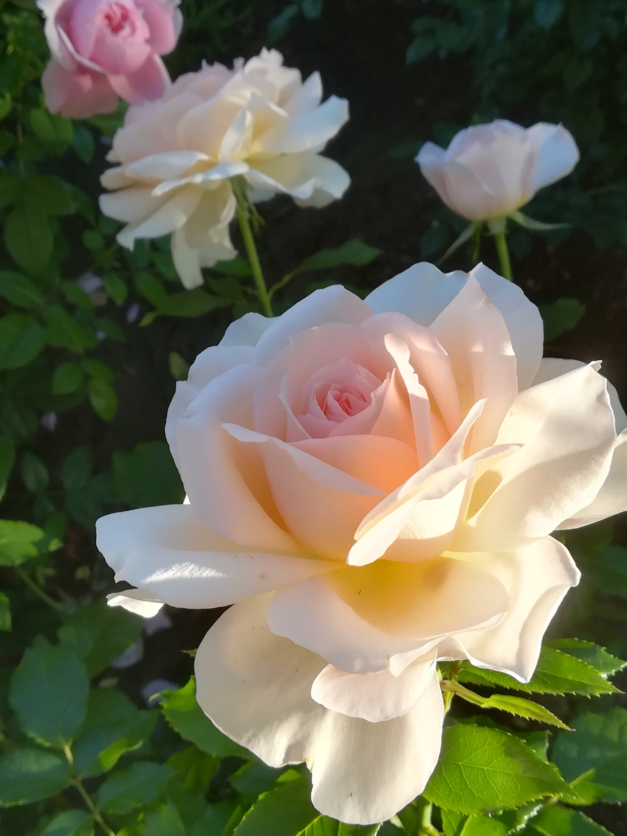 Одна из героинь будущей статьи. Кто? Интрига. 