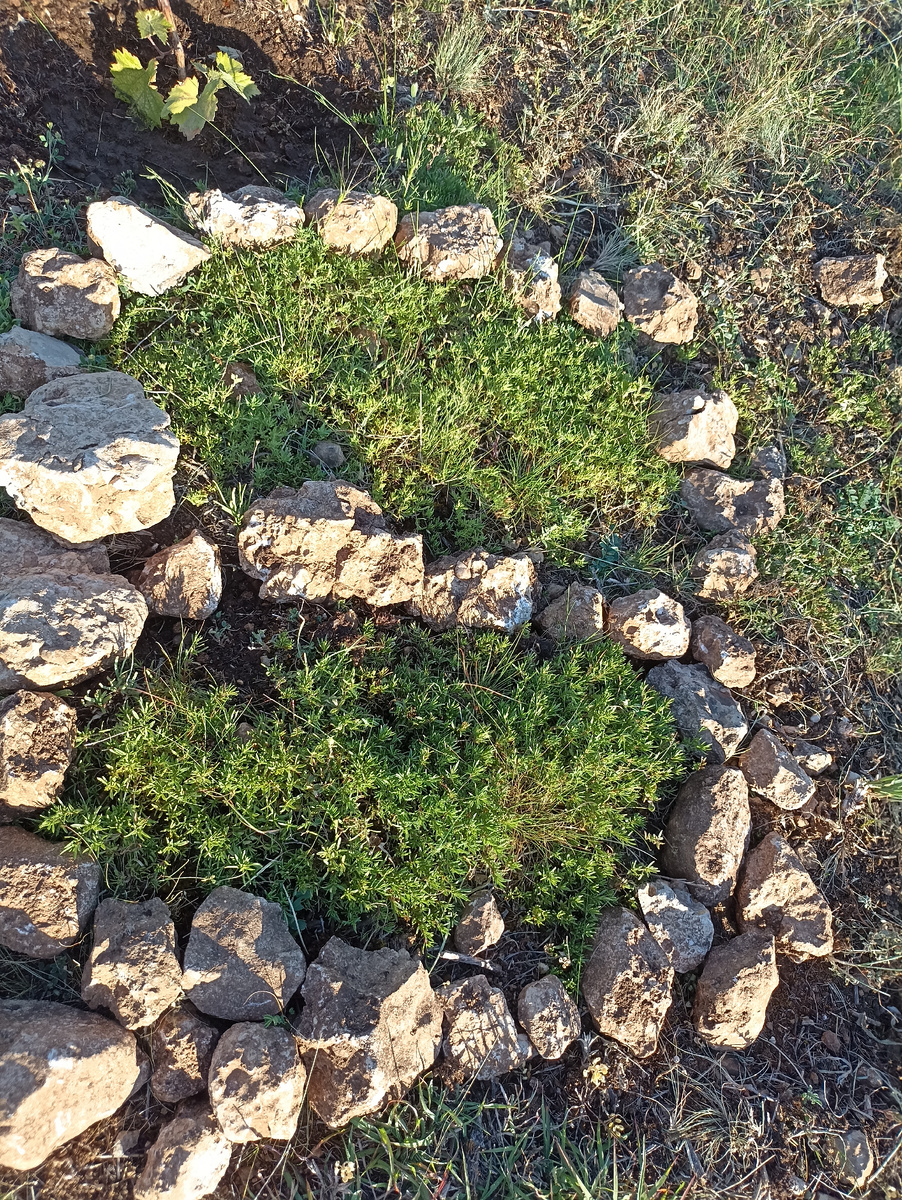 Чабрец, когда ещё не цвёл