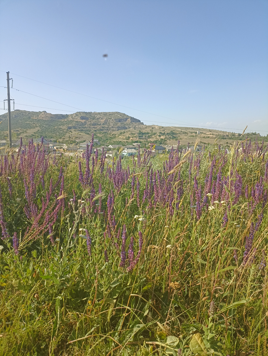 Цветение шалфея на полях в Старом Крыму