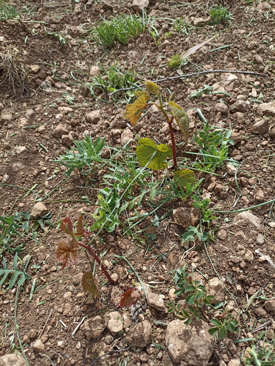 Дикий или не дикий виноград