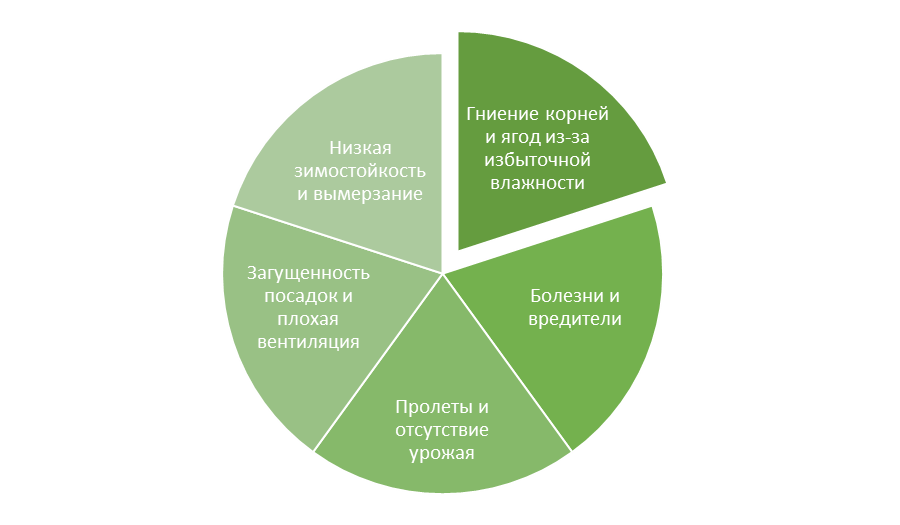 5 распространенных проблем при выращивании клубники