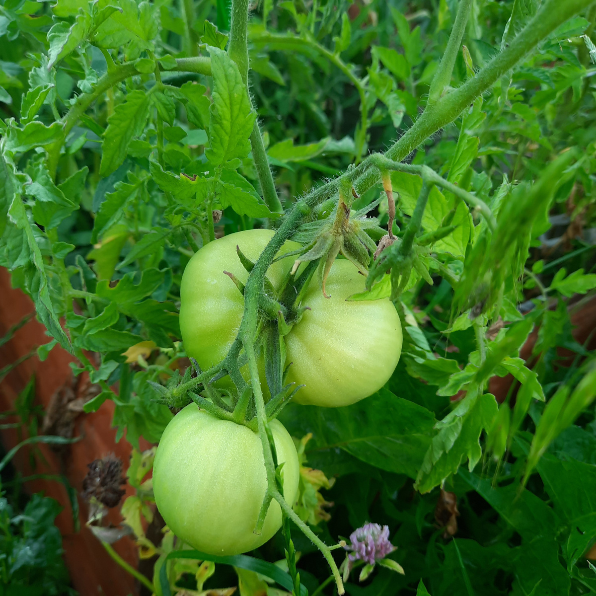 Помидоры. Сорта я не подписываю. Едим не знаем, что))