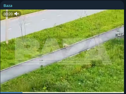    Фото: тг-канал Baza