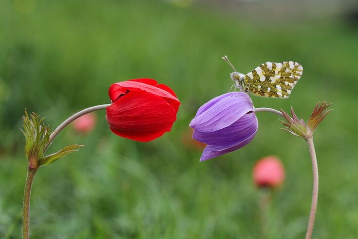 Изображение из открытых источников