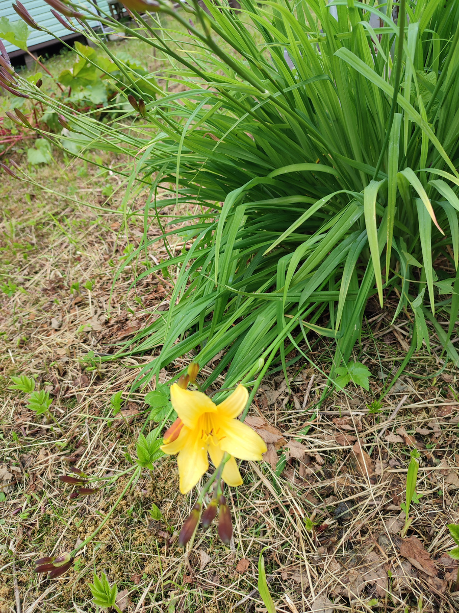 Дачная лилия