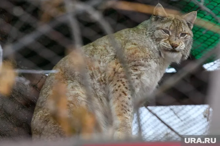 Самец Хорс, глава семейства, временно размещен в отдельном вольере по соседству
Фото: Илья Московец © URA.RU