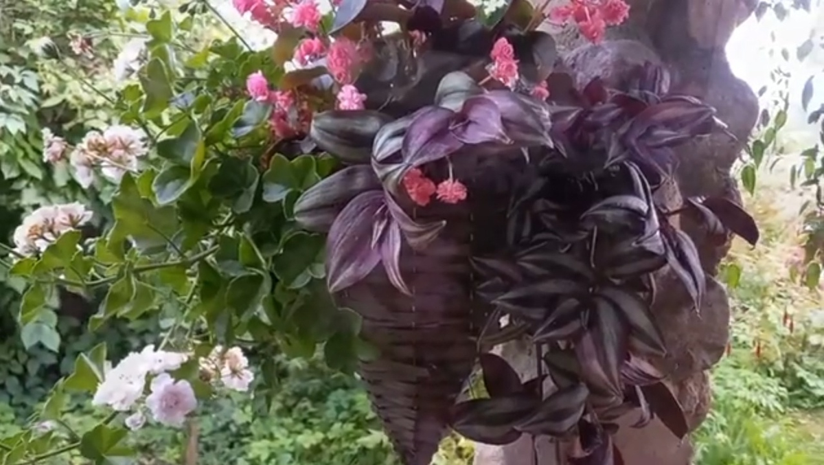 традесканция