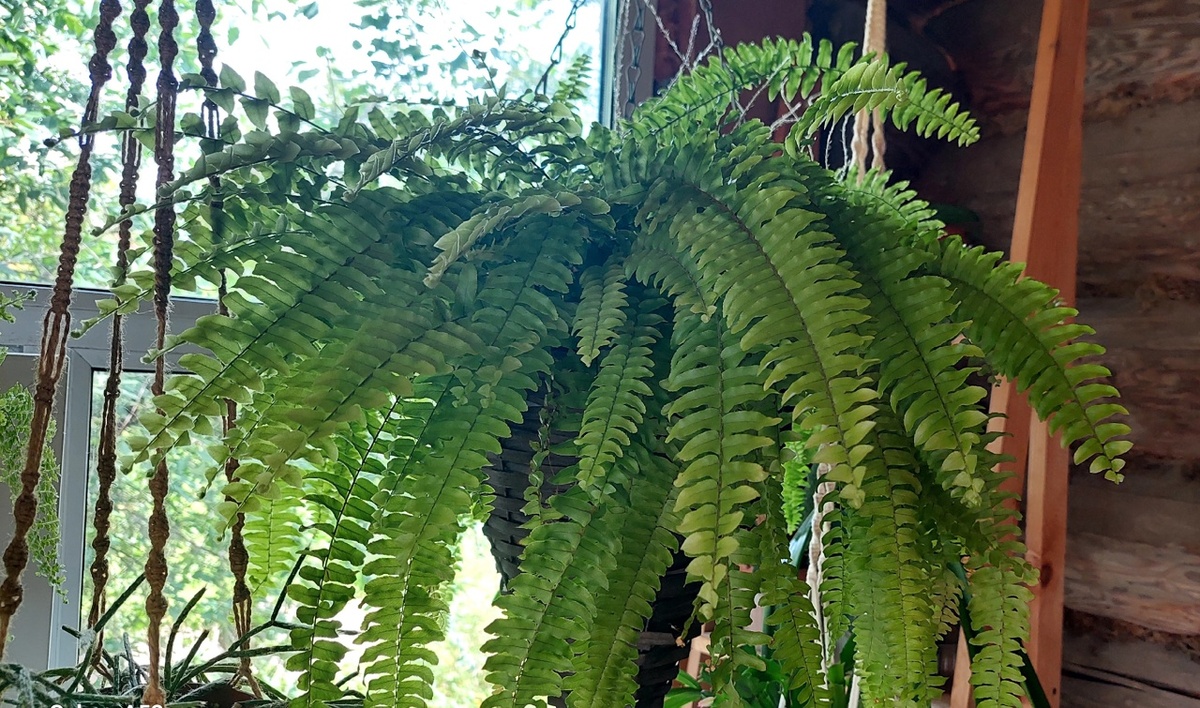 папоротник нефролепис